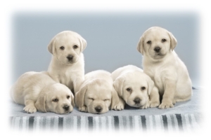 Cute Puppies9933912661 300x200 - Cute Puppies - Pups, Puppies, Cute